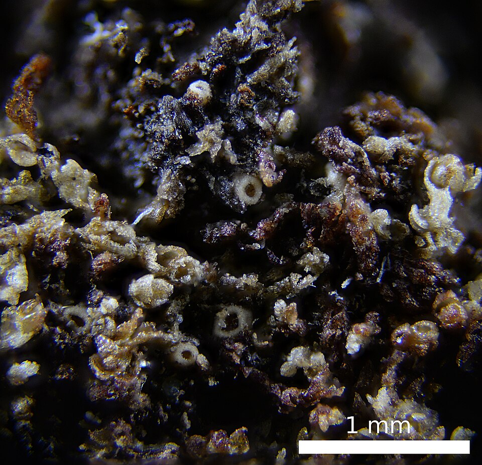 Absconditella Lichen