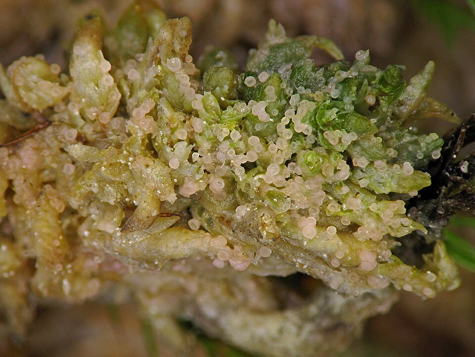 Absconditella Lichen