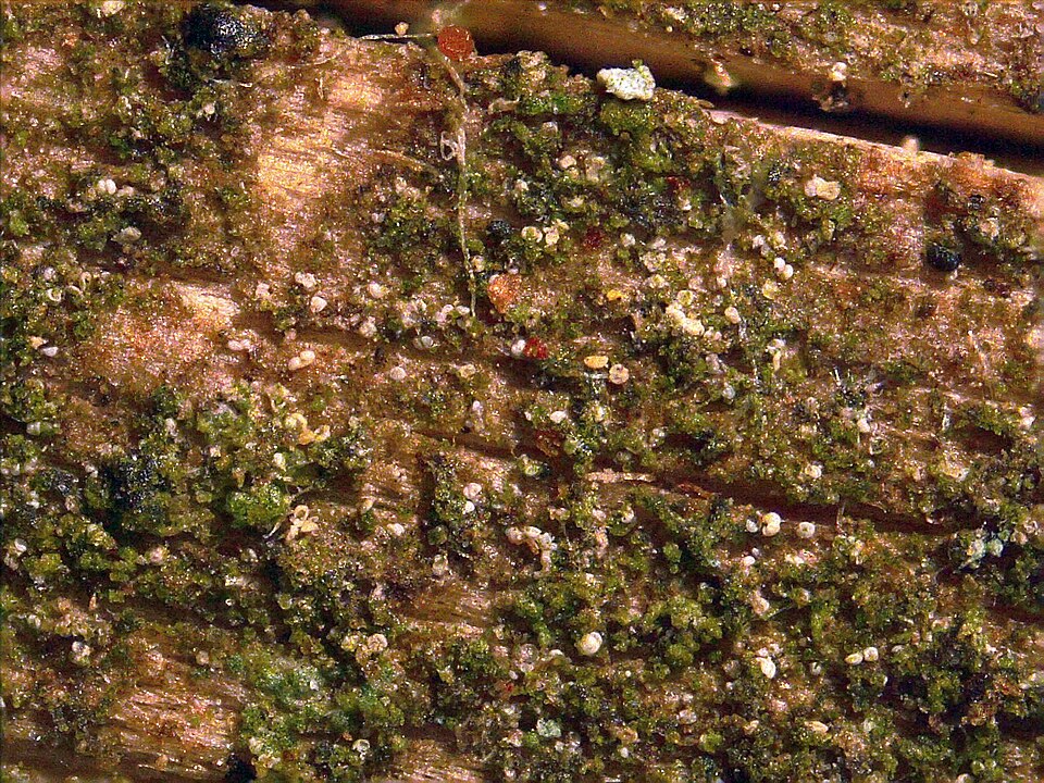 Absconditella Lichen