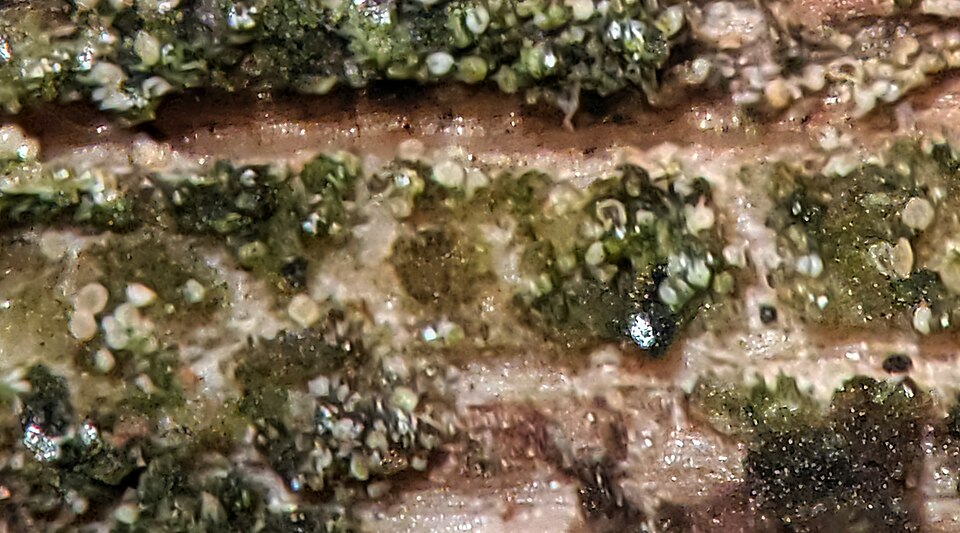 Absconditella Lichen