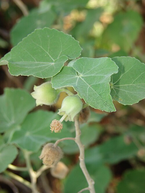 Hiddenpetal Indian Mallow