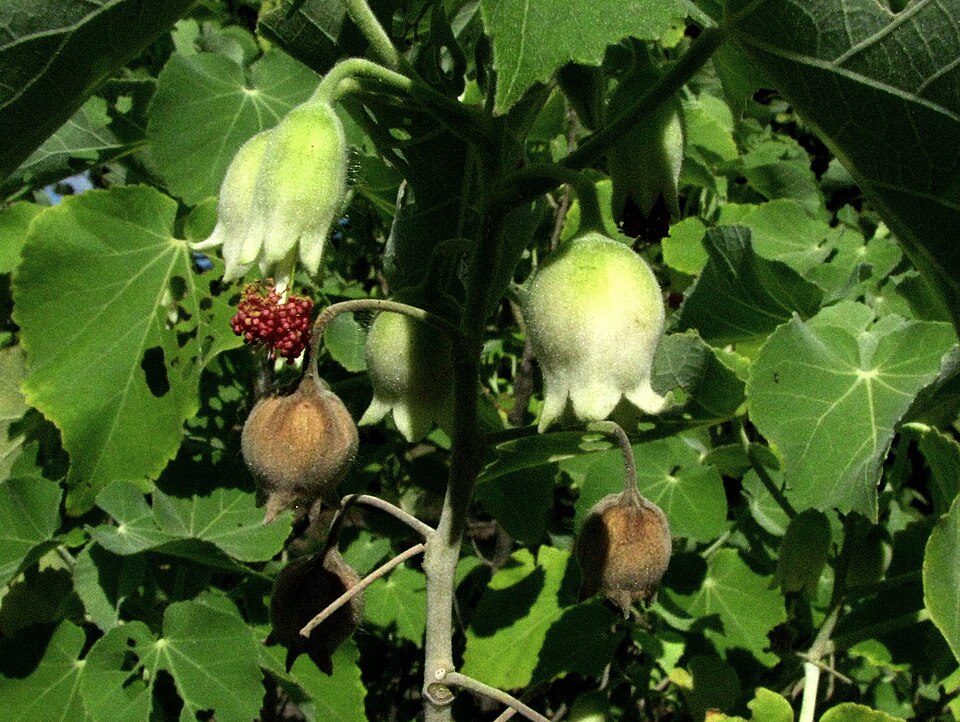 Hiddenpetal Indian Mallow
