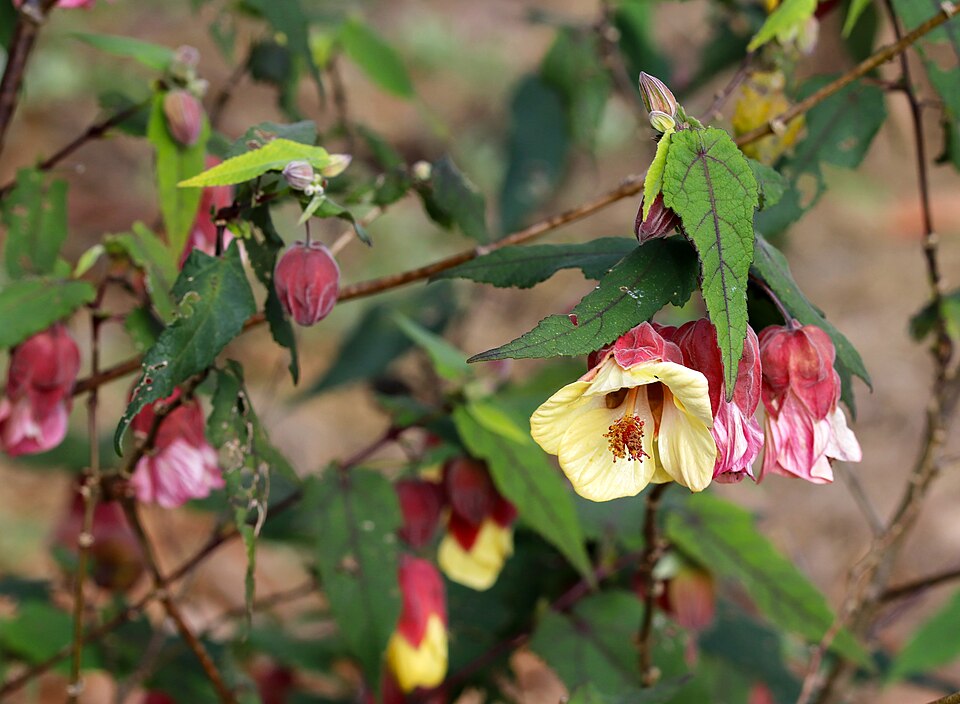 Trailing Abutilon