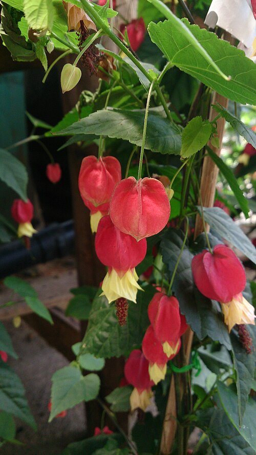 Trailing Abutilon