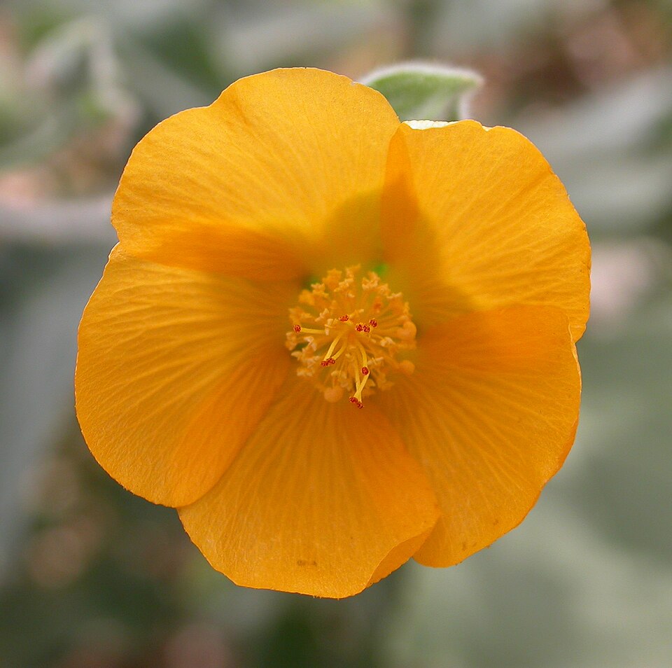 Palmer's Indian Mallow