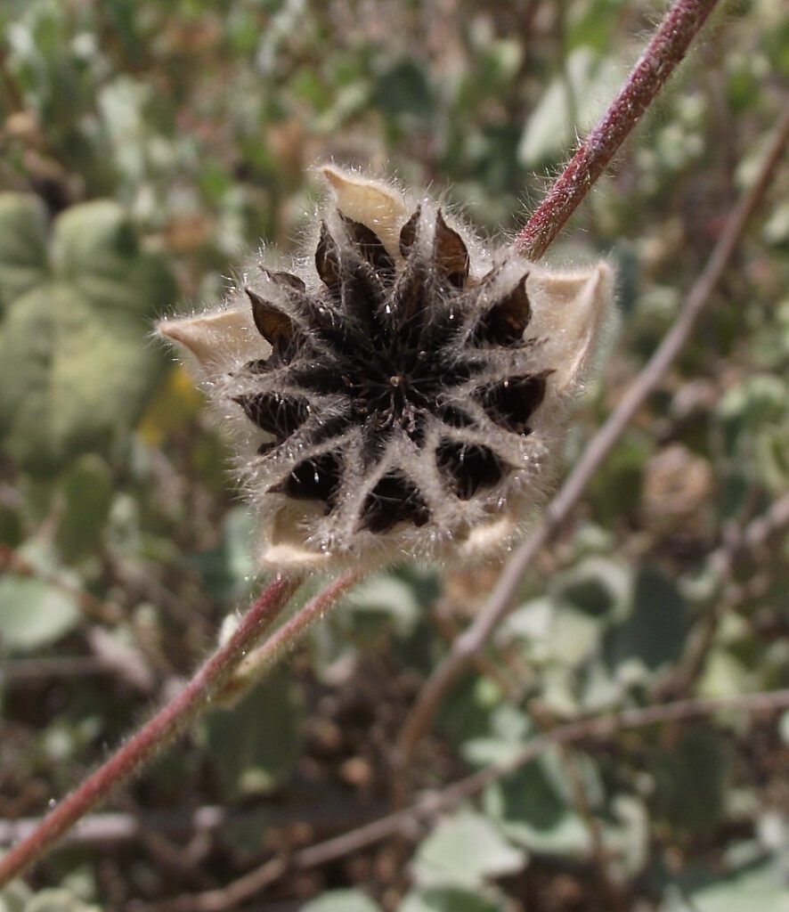 Palmer's Indian Mallow
