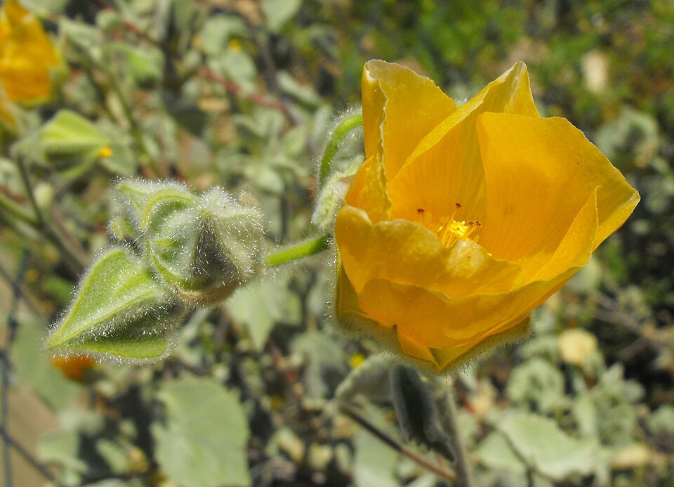 Palmer's Indian Mallow