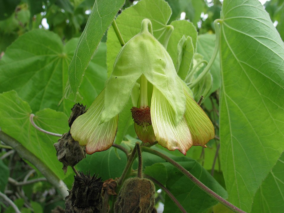 Greenflower Indian Mallow
