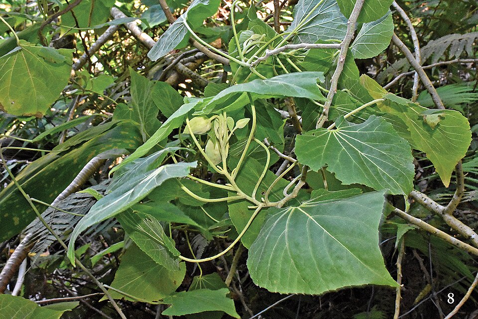Greenflower Indian Mallow
