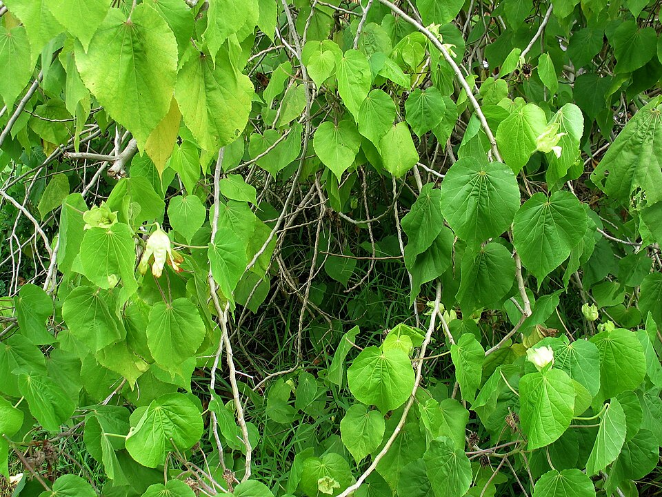 Greenflower Indian Mallow
