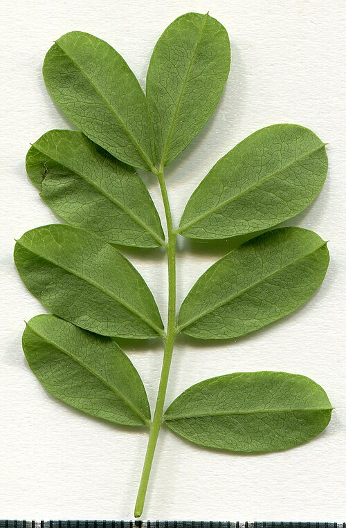 Acacia