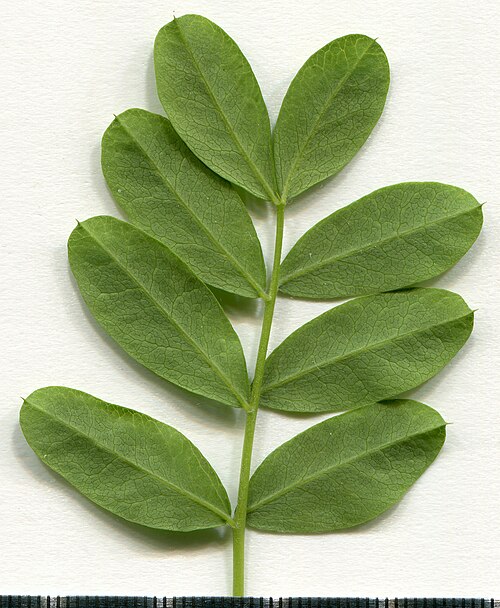 Acacia