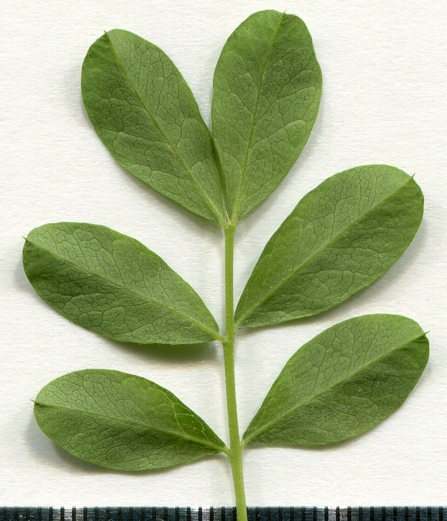 Acacia-2