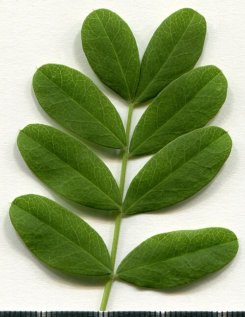 Acacia-4