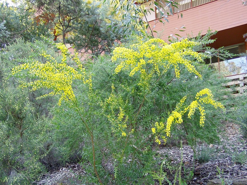 Gold-dust Acacia