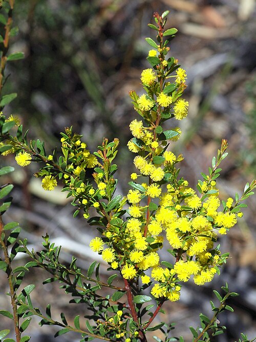 Gold-dust Acacia