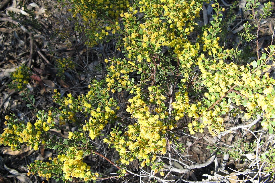 Gold-dust Acacia