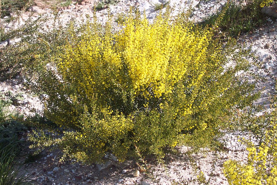 Gold-dust Acacia