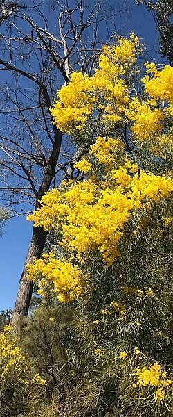Wallangarra Wattle