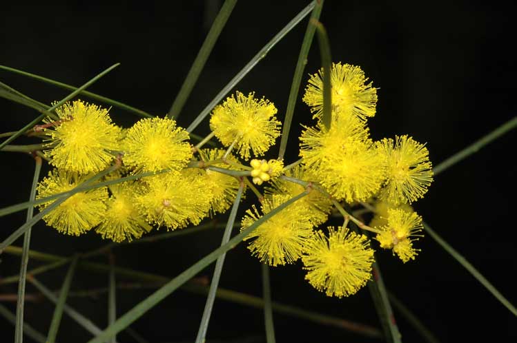 Wallangarra Wattle