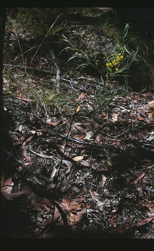 Wallangarra Wattle