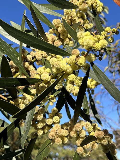 Barrier Range Wattle