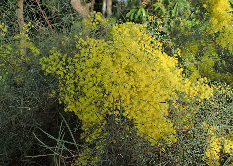 Snowy River Wattle