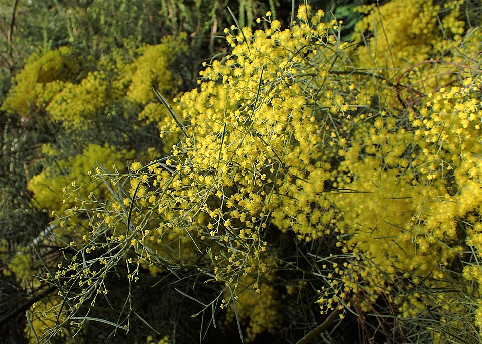 Snowy River Wattle