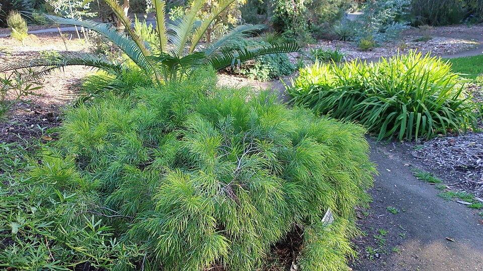 Bower Wattle