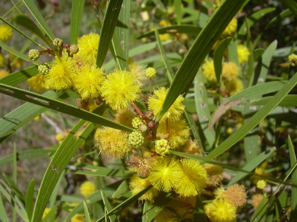 Small Philippine Acacia
