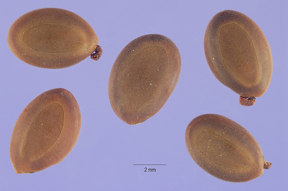 Small Philippine Acacia