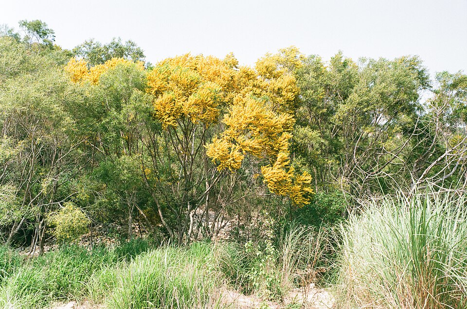 Small Philippine Acacia