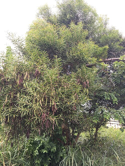 Small Philippine Acacia