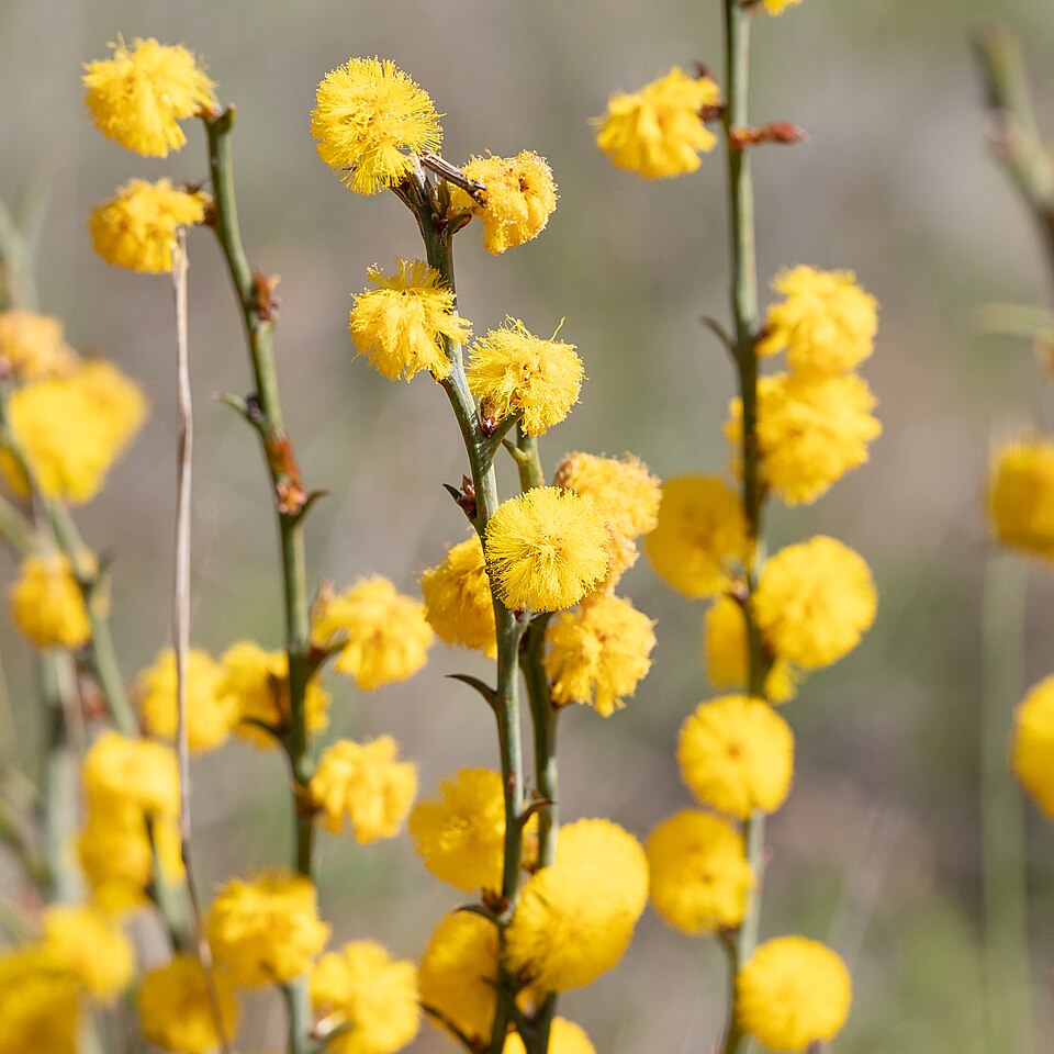 Thorn Wattle