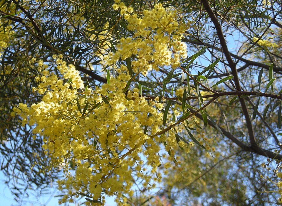 Graceful Wattle