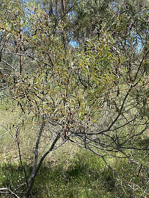 Graceful Wattle