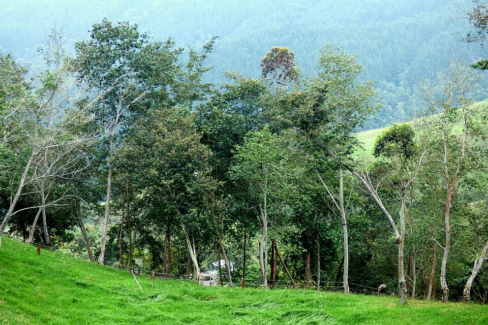 Green Wattle