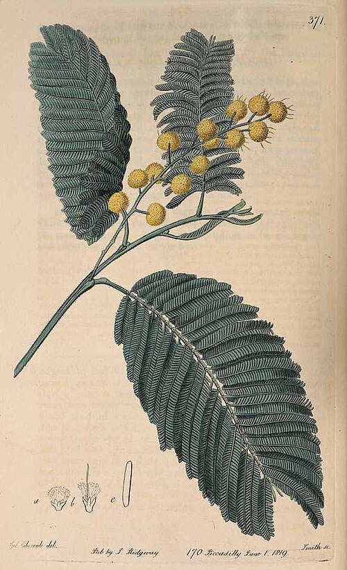 Green Wattle