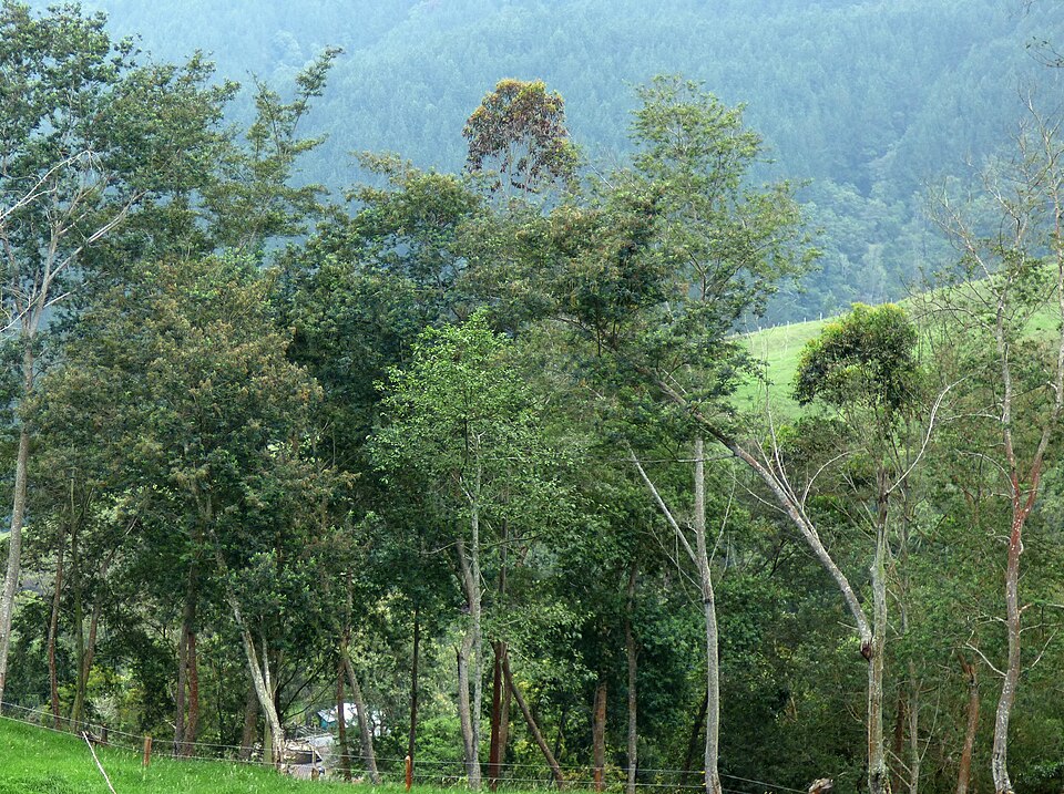 Green Wattle