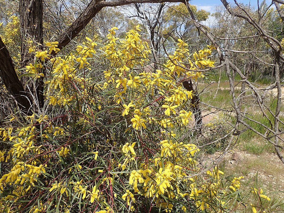 Spearwood