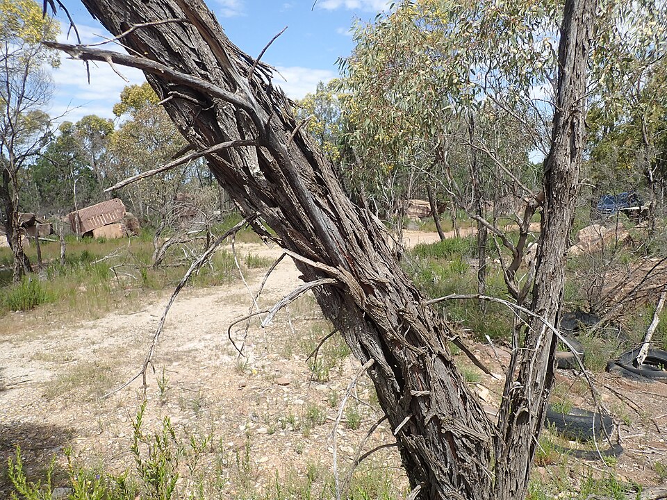 Spearwood