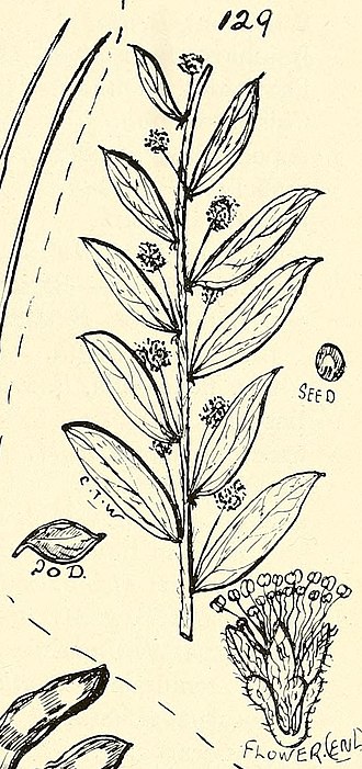 Spearwood