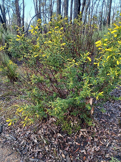 Drummond's Wattle