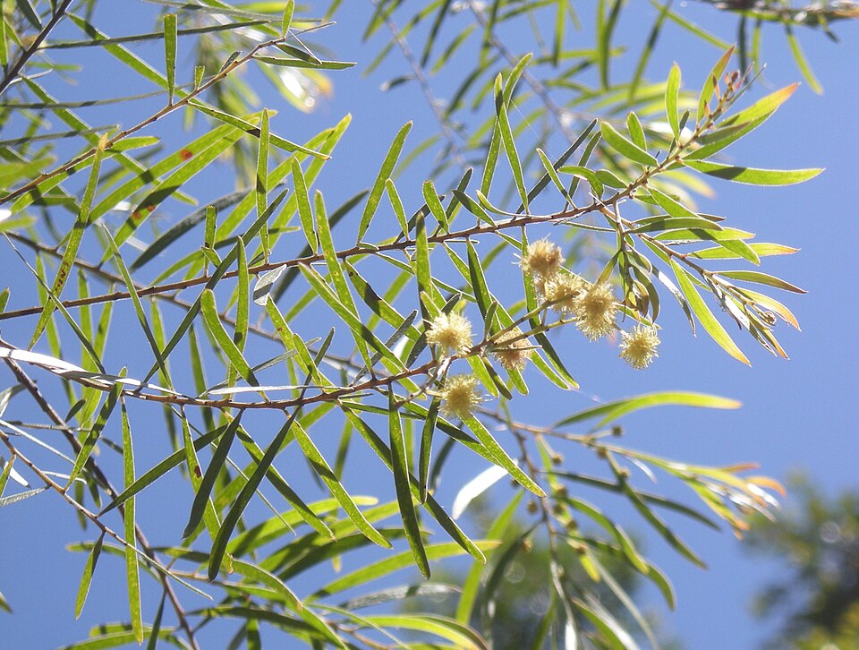 Fringed Wattle