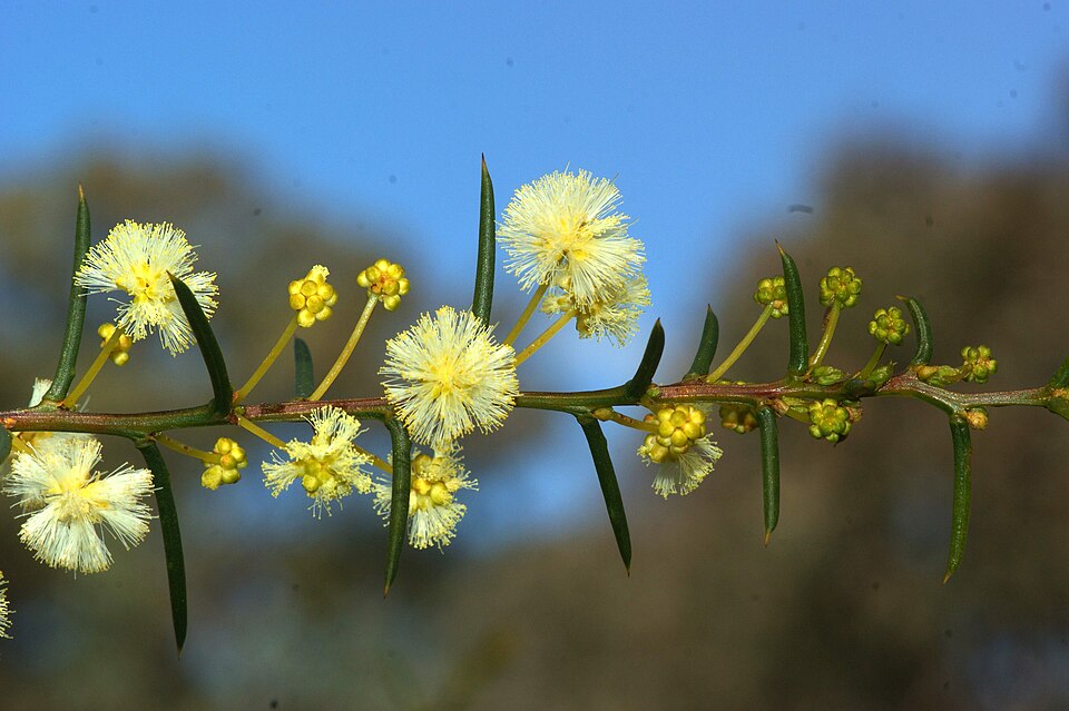 Early Wattle