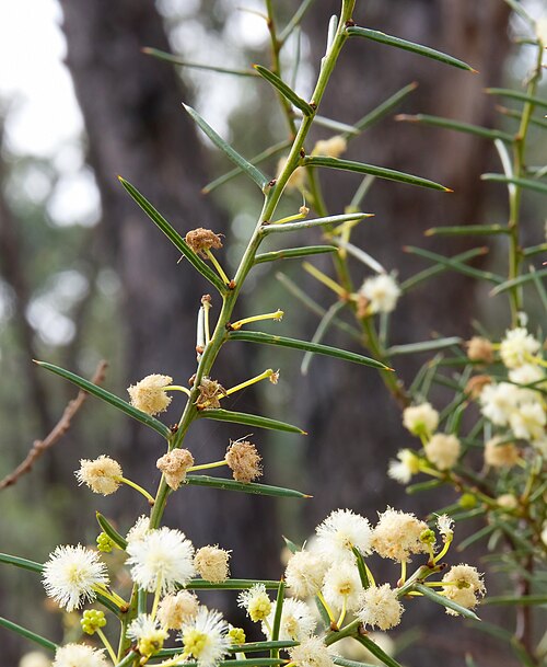 Early Wattle