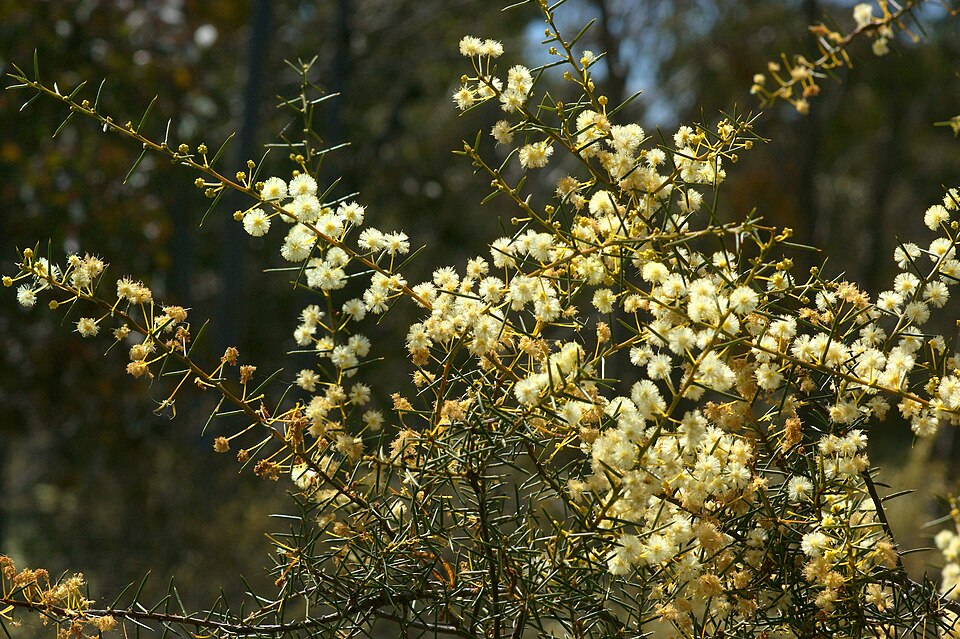 Early Wattle