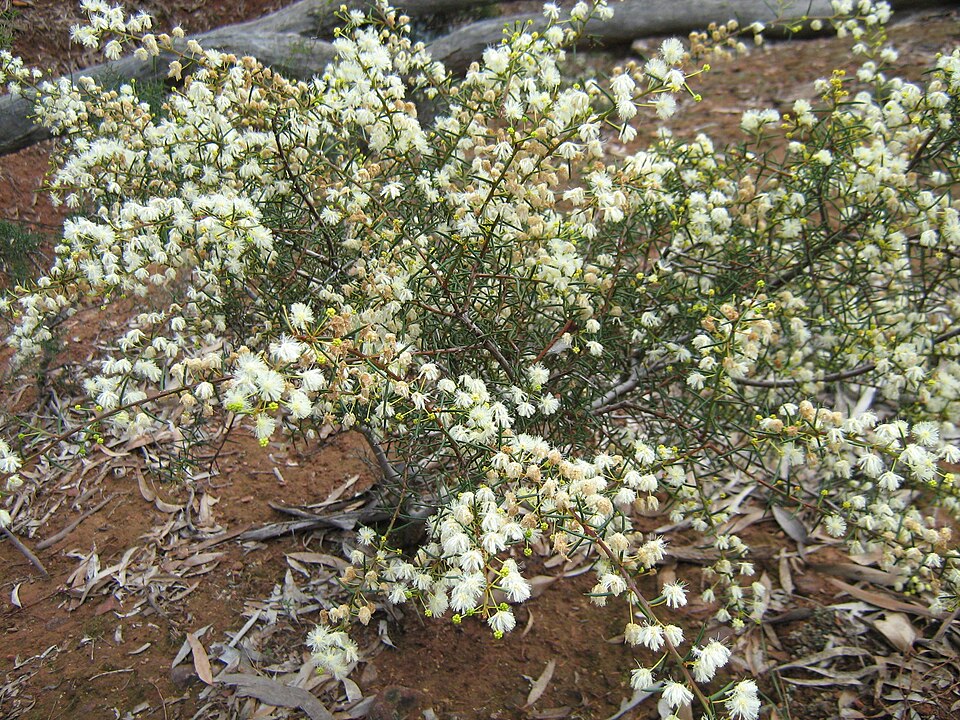 Early Wattle