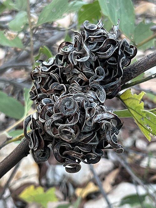Candelabra Wattle