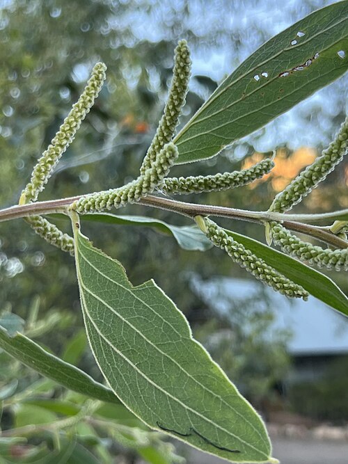 Candelabra Wattle